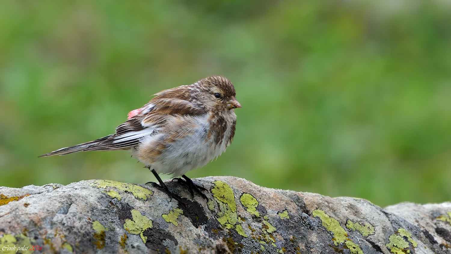 Twite